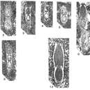 Image of Vervilleina bradyi (Spandel 1901)