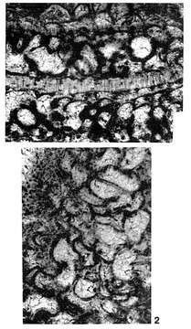 Image of Borodinia septentrionalis Hanzawa 1940