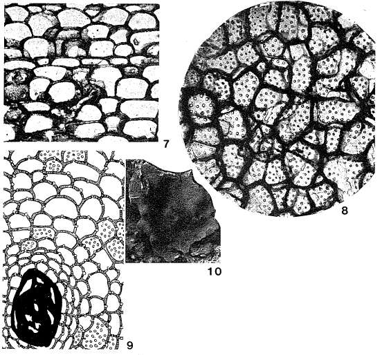 Image of Gypsina plana (Carter 1876)