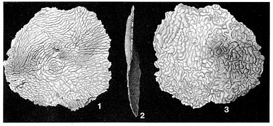 Слика од Planogypsina squamiformis (Chapman 1901)