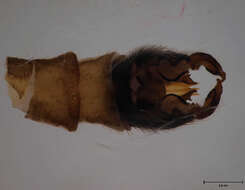 Image of Cylindrotoma borealis Peus 1952