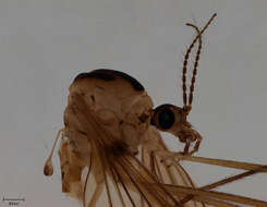 Image of cylindrotomid crane flies