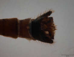 Image of Cylindrotoma nigriventris Loew 1849