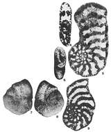 Image of Feurtillia frequens Maync 1958