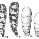 Image of Rectocyclammina chouberti Hottinger 1967