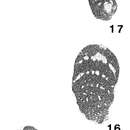 Image de Bramkampella arabica Redmond 1964