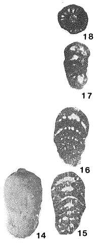 صورة Bramkampella arabica Redmond 1964