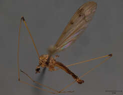 Image of Dicranomyia (Dicranomyia) luteipennis Goetghebuer 1920