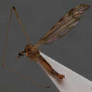 Plancia ëd Dicranomyia (Dicranomyia) fuscinota Stary 2009
