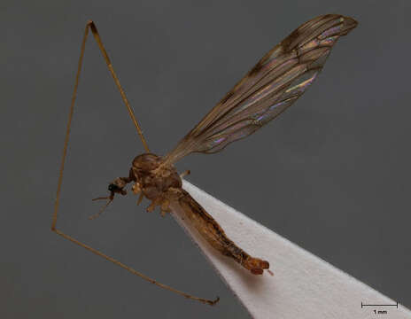 Image of Dicranomyia (Dicranomyia) fuscinota Stary 2009