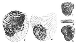 Image de Torinosuella peneropliformis (Yabe & Hanzawa 1926)