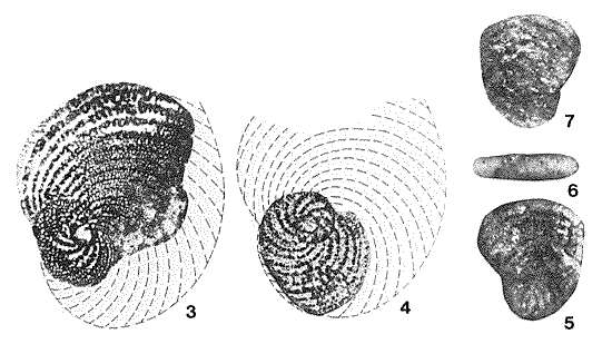 Image de Torinosuella peneropliformis (Yabe & Hanzawa 1926)