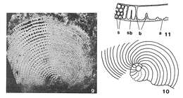 Image of Broeckinella arabica Henson 1948