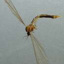 Image of Gonomyia (Gonomyia) stackelbergi Lackschewitz 1935