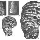 Image of Dhrumella evoluta Redmond 1965