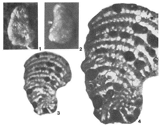 Image of Dhrumella evoluta Redmond 1965