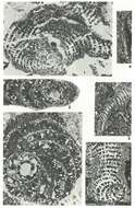 Image of Pseudochoffatella Deloffre 1961