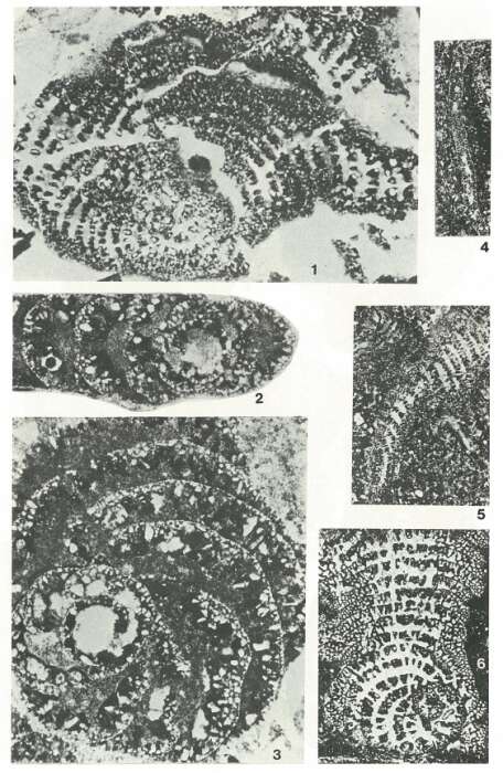 Image of Pseudochoffatella Deloffre 1961
