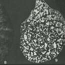 Image of Martiguesia cyclamminiformis Maync 1959