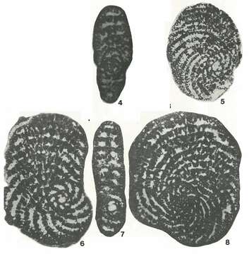 Image of Pseudospirocyclina maynci Hottinger 1967