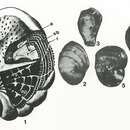 Image of Reissella ramonensis Hamaoui 1963