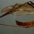 Image of Tipula (Vestiplex) montana verberneae Mannheims & Theowald 1959