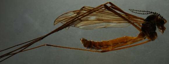 Image of Tipula (Vestiplex) montana Curtis 1834