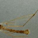 Image of Dicranomyia (Dicranomyia) patens Lundstrom 1907