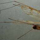 Image of Tipula (Pterelachisus) mutila Wahlgren 1905