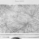 Image of Eurypon radiatum (Bowerbank 1866)