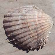 Image of spiny cockle