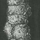 Image of Ammobaculoides navarroensis Plummer 1932