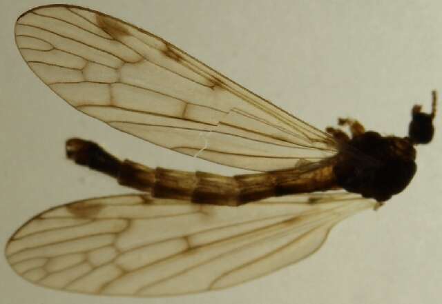 Image of Eloeophila trimaculata (Zetterstedt 1838)
