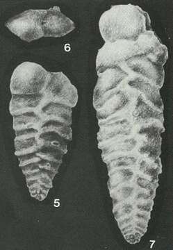 Image of Quasispiroplectammina nuda (Lalicker 1935)