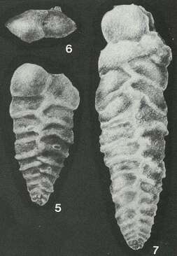 Image of Quasispiroplectammina nuda (Lalicker 1935)