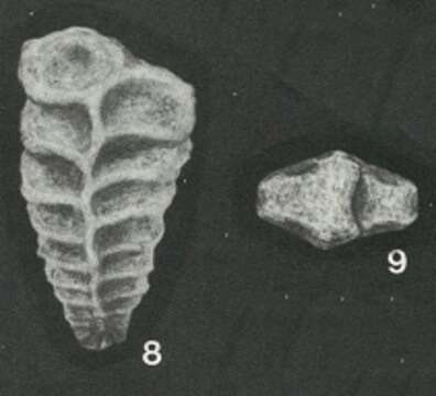 Image of Heterantyx antonovae Loeblich & Tappan 1982