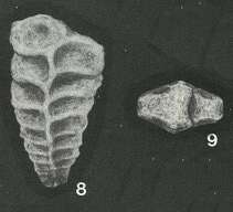 Heterantyx antonovae Loeblich & Tappan 1982的圖片