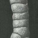 Image de Spiroplectella cylindroides Earland 1934