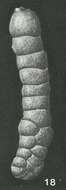 Image of Spiroplectella cylindroides Earland 1934