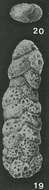 Image of Spiroplectammina Cushman 1927