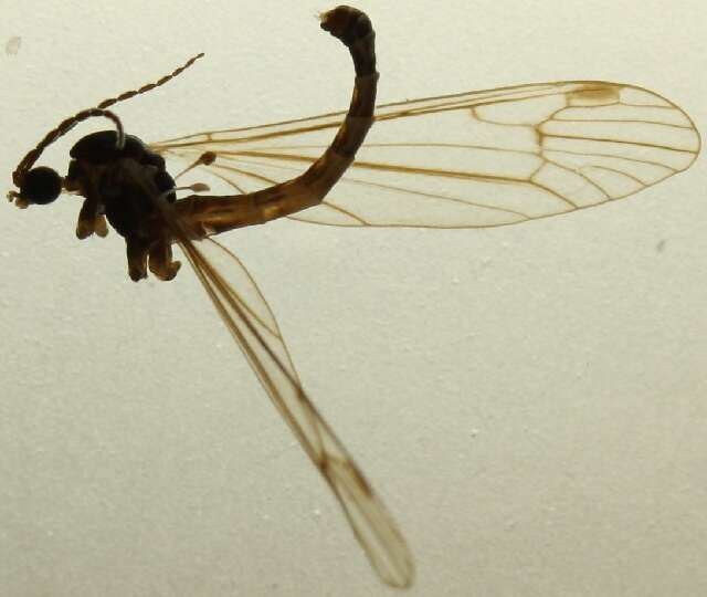 Image of Dicranota (Dicranota) guerini Zetterstedt 1838