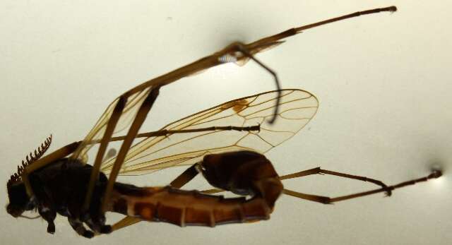 Image of Tanyptera (Tanyptera) nigricornis (Meigen 1818)
