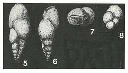 Image of Bimonilina variana Eicher 1960