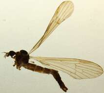 Imagem de Dicranophragma (Brachylimnophila) adjunctum (Walker 1848)