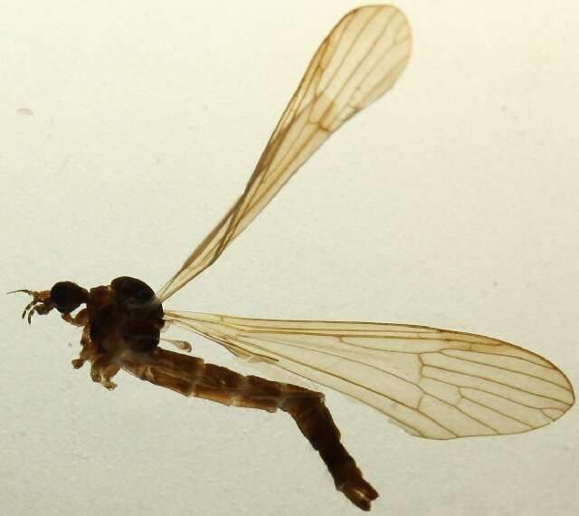 Imagem de Dicranophragma (Brachylimnophila) adjunctum (Walker 1848)