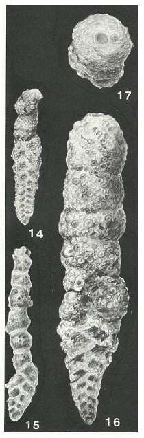 Image of Haimasiella wintoni (Cushman & Alexander 1930)
