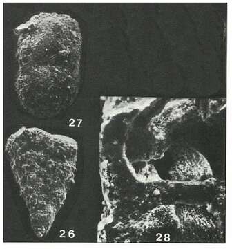 Image de Textulariopsis portsdownensis Banner & Pereira 1981