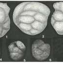 Image of Plectorecurvoides alternans Noth 1952