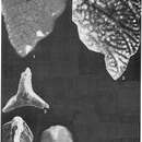 Image of Hensonia tricarinata Marie 1954