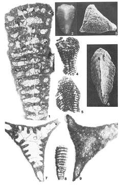 Image de Marieita prismatica (Marie 1954)